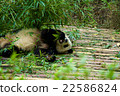 Panda 22586824