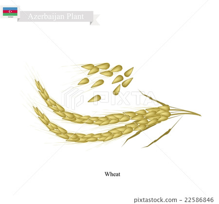 Wheat, The Main Agricultural Product of Azerbaijan Wheat, The Main Agricultural Product of Azerbaijan 22586846