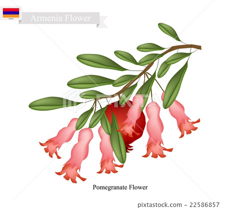 Pomegranate Flowers, The Popular Flower of Armenia 22586857