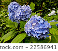 Flowers that shine in the rainy season 22586941