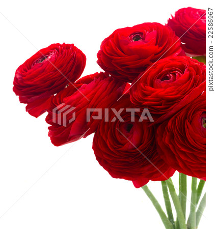 red ranunculus flowers red ranunculus flowers 22586967