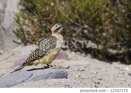 Woodpecker on the Altiplano 22587178