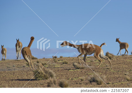 Vicuna Fighting 22587207