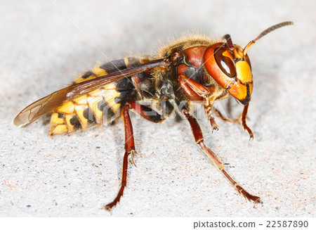 European hornet (Vespa crabro) 22587890