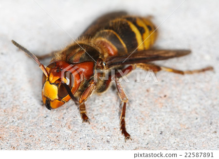 European hornet (Vespa crabro) 22587891