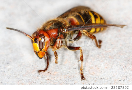 European hornet (Vespa crabro) 22587892