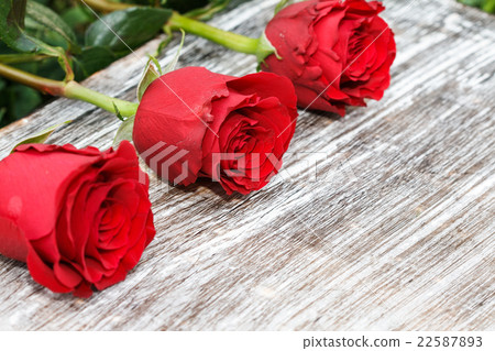 three roses 22587893