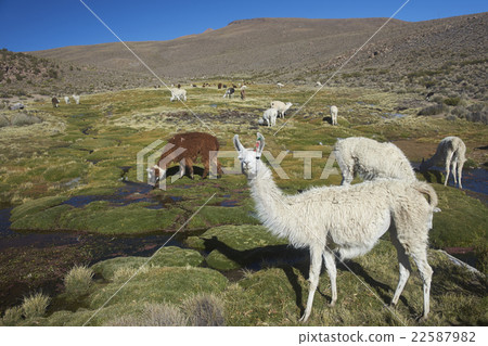 Llama on the Altiplano 22587982