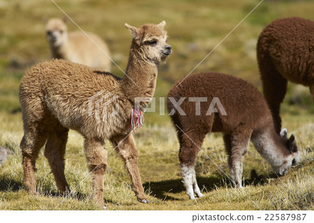 Baby Alpaca 22587987
