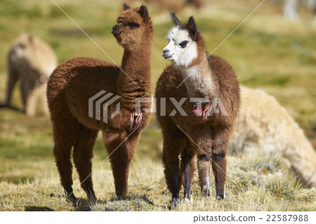 Baby Alpaca 22587988