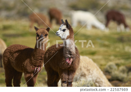 Baby Alpaca Baby Alpaca 22587989