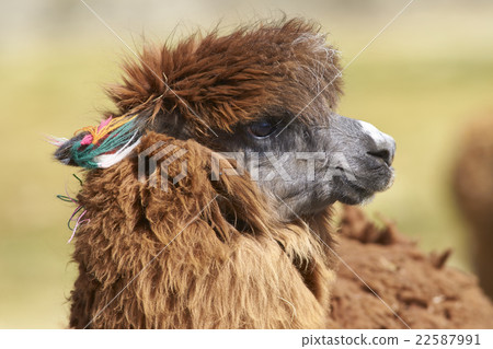 Portrait of an Alpaca Portrait of an Alpaca 22587991