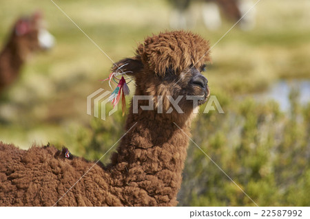 Portrait of an Alpaca 22587992