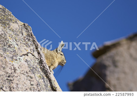 Mountain Viscacha 22587993