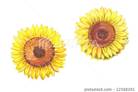 向日葵向日葵向日葵例證夏天花 22588291
