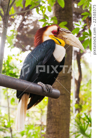 The wreathed hornbill (Rhyticeros undulatus) The wreathed hornbill (Rhyticeros undulatus) 22588375