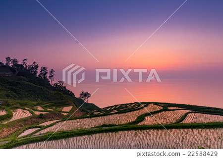 Evening scenery of white rice Senjida 22588429