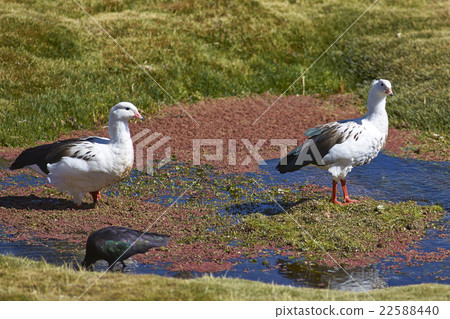 Andean Geese on the Altiplano Andean Geese on the Altiplano 22588440