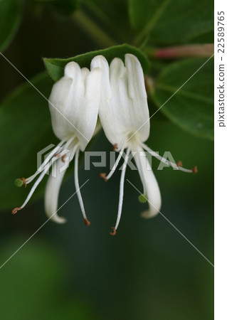Natural plant honeysuckle, early summer, beautiful flowers of sweet smell bloom from a vine involved in hedge without knowing 22589765