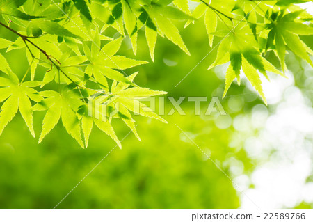 Fresh green maple leaves 22589766