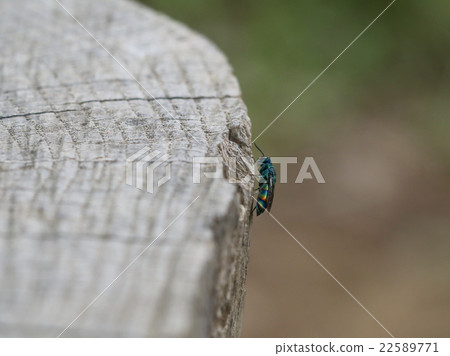 Mutubasayiba 22589771