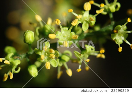 Natural plant Yamahaze, dioecious strain. This flower is a male flower because the pistil does not develop well. Natural plant Yamahaze, dioecious strain. This flower is a male flower because the pistil does not develop well. 22590239