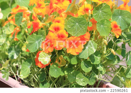 Kitchen Herb Flower 22590261