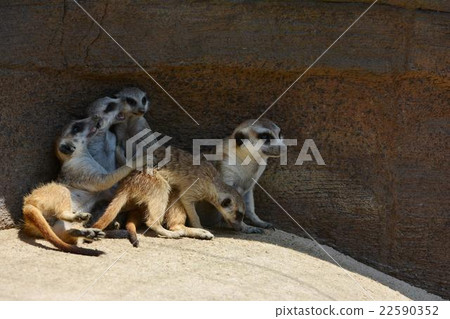 在動物園的貓鼬 22590352