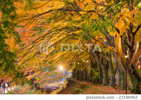 Maple Corridor of Japan 22590402