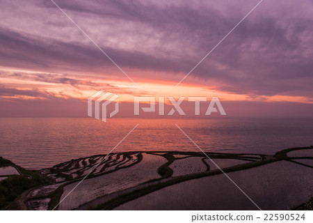 Evening landscape of a thousand sheets of Noto Peninsula Wajima white rice 22590524
