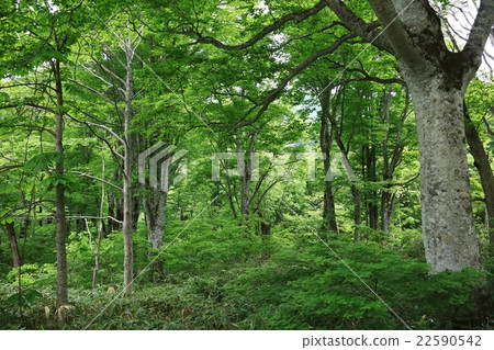 Okushiga Kogen highland forest Okushiga Kogen highland forest 22590542