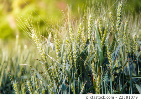 Barley on sunshine day at Danba Village 22591079