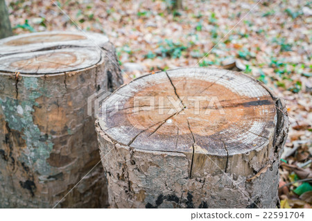 Stump of tree 22591704