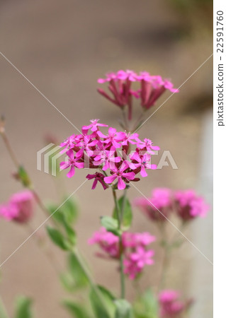 Musi Trinadesico (Komatsisou) Musi Trinadesico (Komatsisou) 22591760