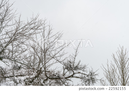 Trees with snow Trees with snow 22592155