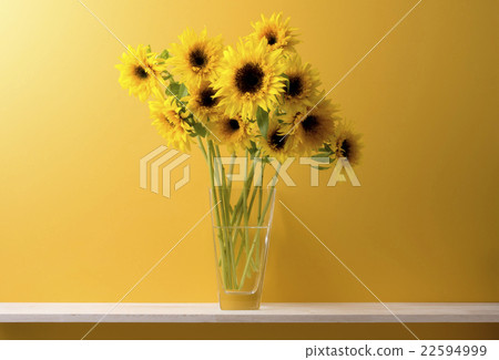 Yellow background and sunflower 22594999