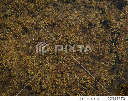 Honda warlature of the colony near the coast Honda warlature of the colony near the coast 22595270