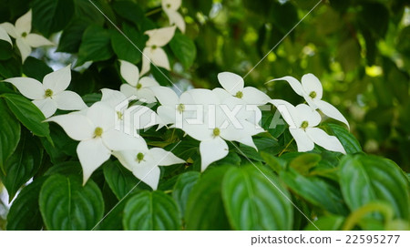 Yamabashi白花 22595277