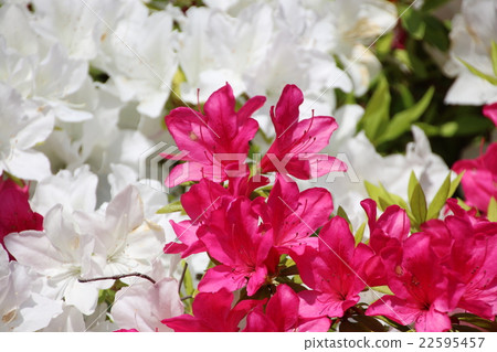 紅色和白色杜鵑花 紅色和白色杜鵑花 22595457