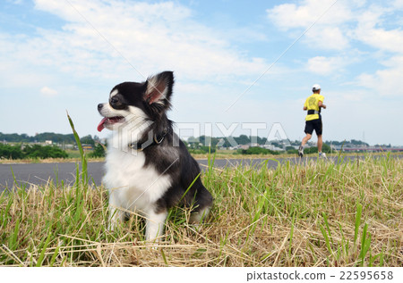 Chihuahua passing the runner at the riverbed Chihuahua passing the runner at the riverbed 22595658