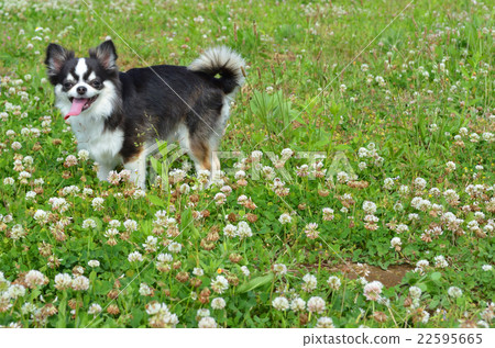 Flower field and Chihuahuas 22595665