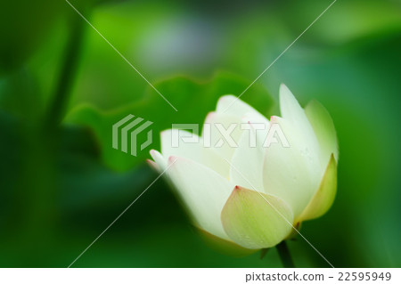 蓮花 22595949
