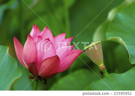 蓮花 22595952