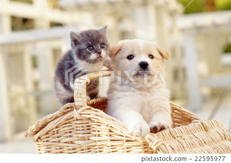 Friendly kitten and puppy Friendly kitten and puppy 22595977