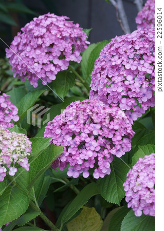 Vortex繡球花它有時被稱為Uzujisai Otofuku。 Vortex繡球花它有時被稱為Uzujisai Otofuku。 22596014