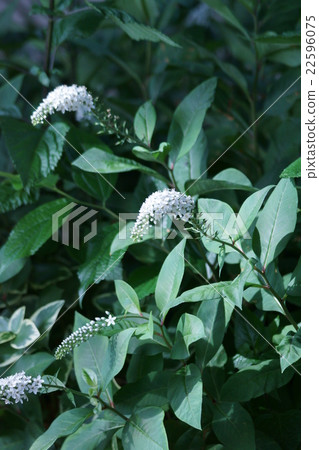 Hill Tora no Oto Okatrano no Okatanano The flower language is "chivalry" Hill Tora no Oto Okatrano no Okatanano The flower language is "chivalry" 22596075