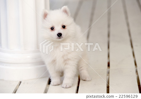 Pretty puppy 22596129