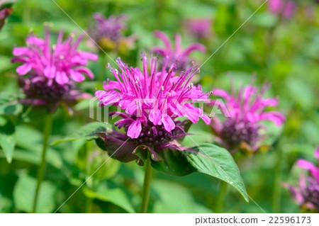 Bergamot in full bloom 22596173