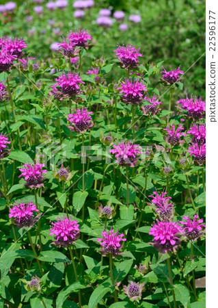 佛手柑盛開 佛手柑盛開 22596177