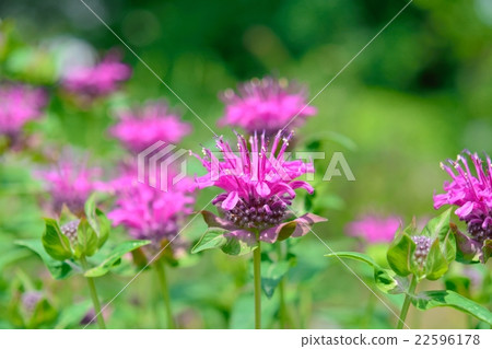 佛手柑盛開 22596178